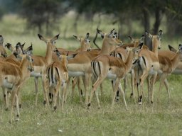 Western_Corridor_(Kirawira)2003-088